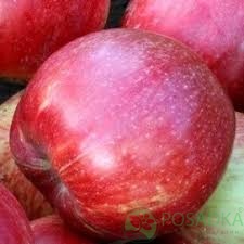 картинка Яблоня колоновидная Сильвер Рива 