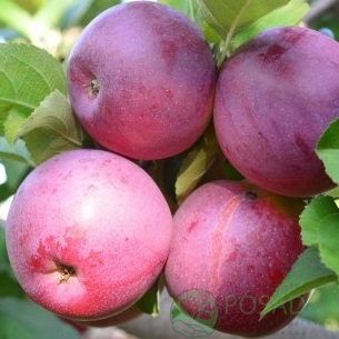 картинка Яблоня Pink Luster 