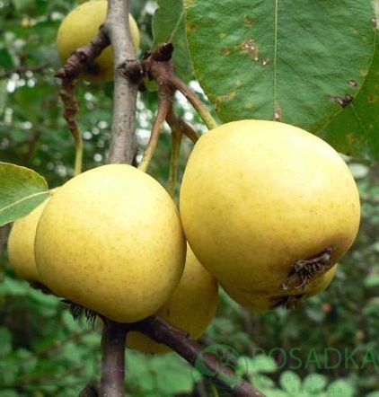 картинка Груша Лимонка 