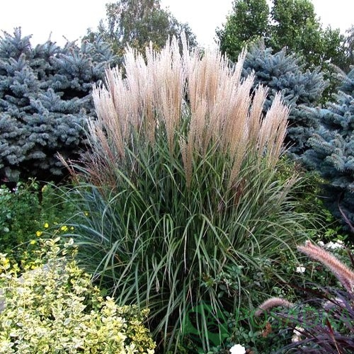 картинка Мискантус китайский Гросс Фонтан (Grosse Fontane) 