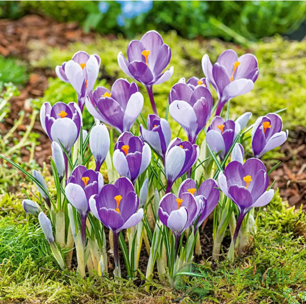 картинка Крокус Whale Shark 