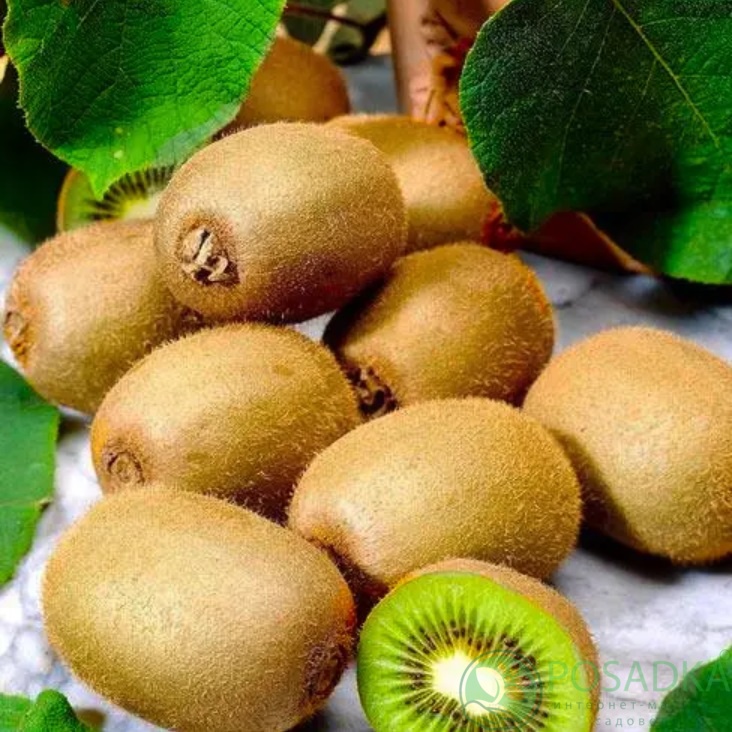 картинка Киви Мистер Майк (урожайный, ранний) 