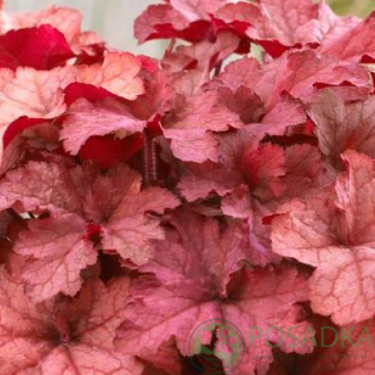 картинка Гейхера CoralBerry (Коралбери) 