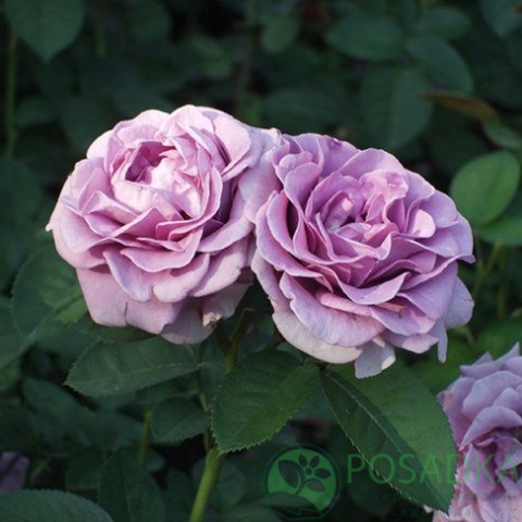 картинка Роза флорибунда Терра Лимбургия 