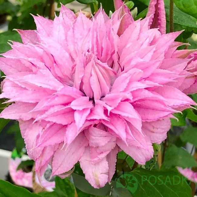 картинка Клематис Multi Pink 