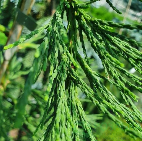 картинка Секвойядендрон гигантский Pendulum 