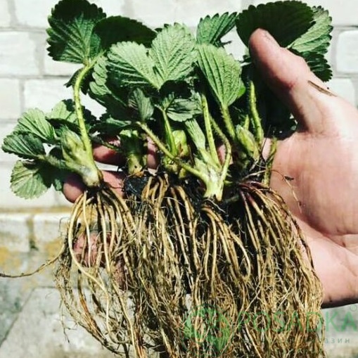 картинка Клубника Азия (кассета) 