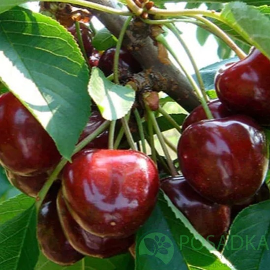 картинка Черешня Саммит 