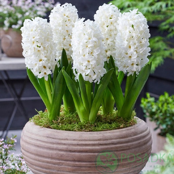 картинка Гиацинт White Pearl 