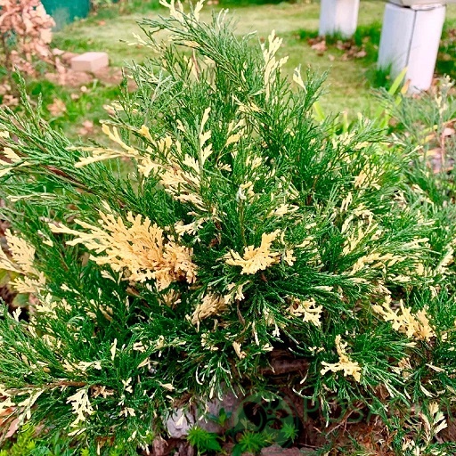 картинка Можжевельник Сабина Вариегата 