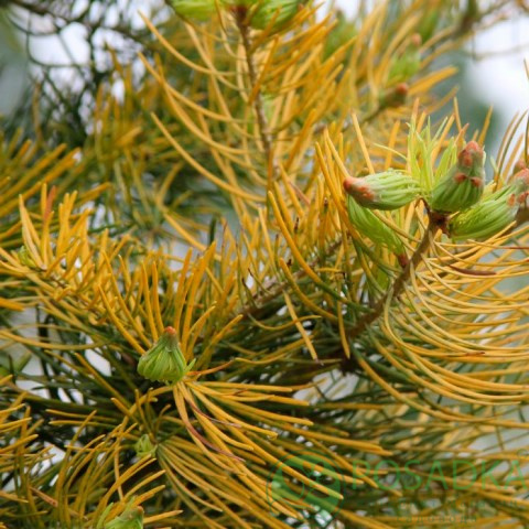картинка Пихта одноцветная Винтерголд (Abies concolor Wintergold) 