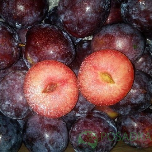 картинка Слива Прайм Тайм  картинка Слива Прайм Тайм