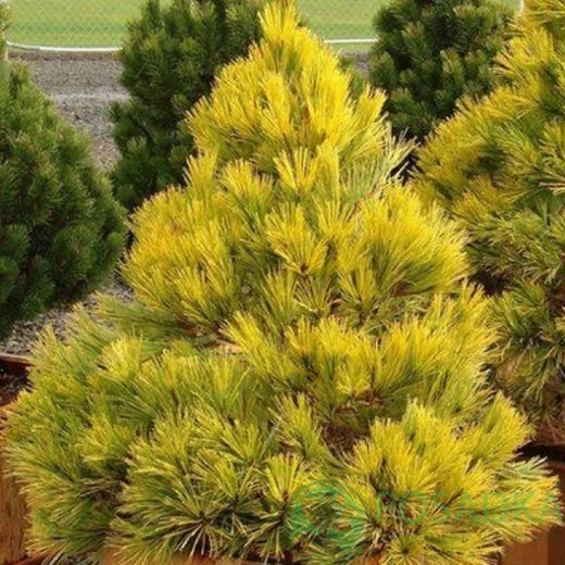 картинка Сосна обыкновенная Aurea С2 