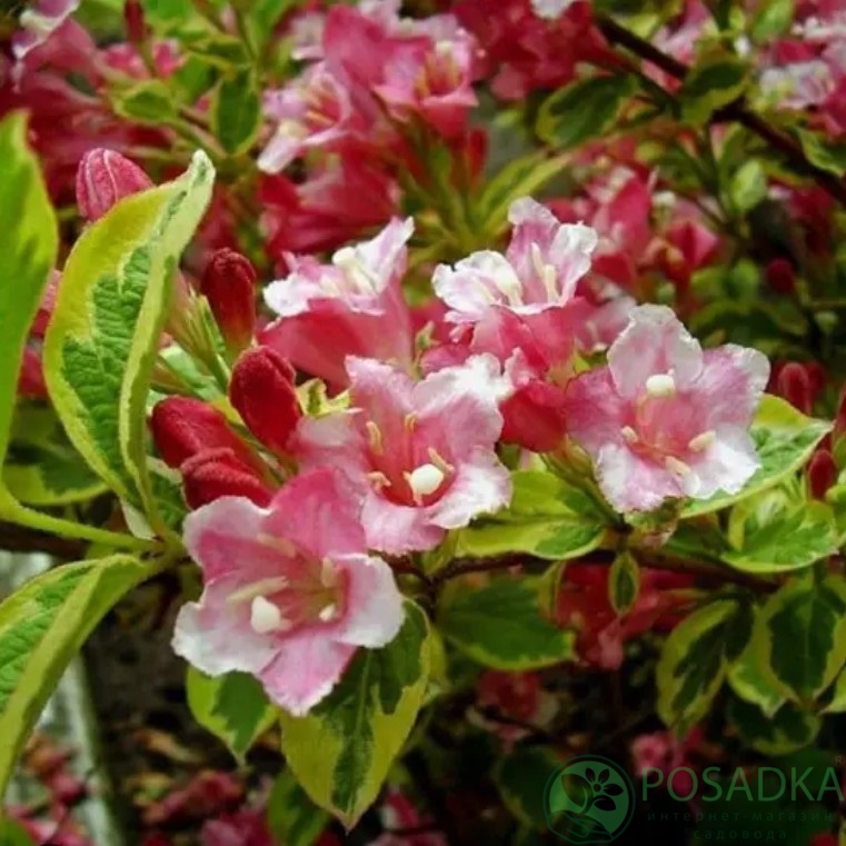 картинка Вейгела Looymansii Aurea (2 года) 