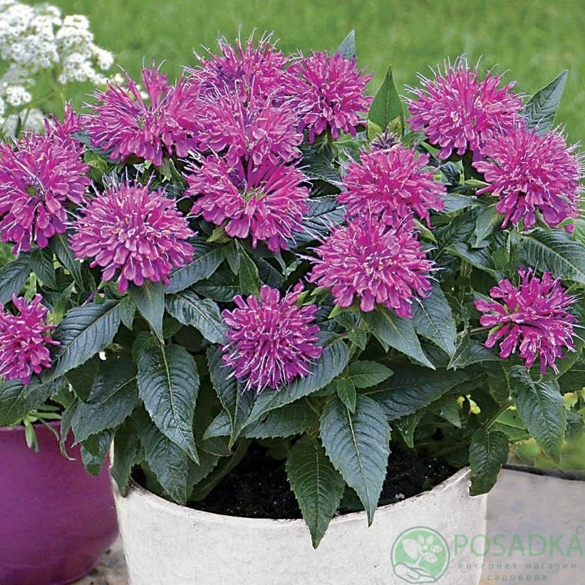 картинка Монарда карликовая 