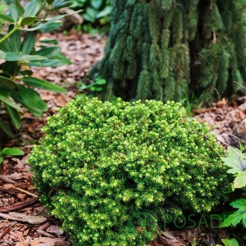 картинка Ель обыкновенная Литтл Джем 