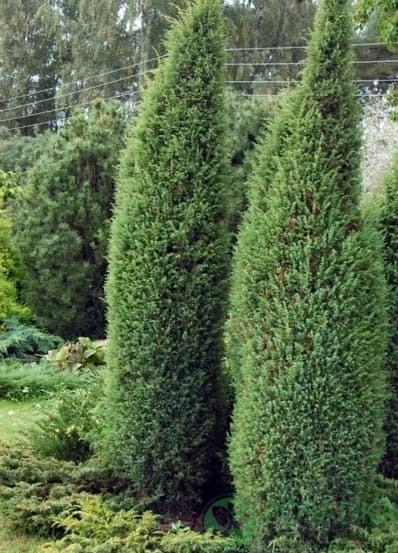 картинка Можжевельник обыкновенный Мейер 3 л 