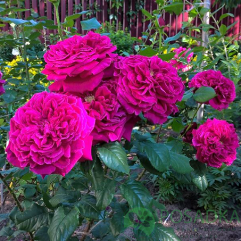 картинка Роза английская Фишерман френд 