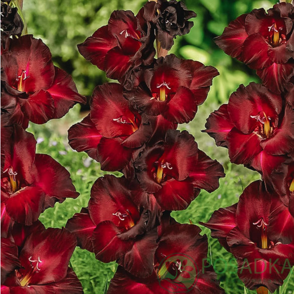 картинка Гладиолус At Night 