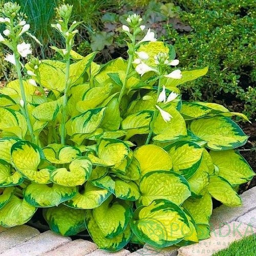 картинка Хоста Rainforest Sunrise 