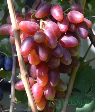 Сорт винограда полонез 50 фото и описание