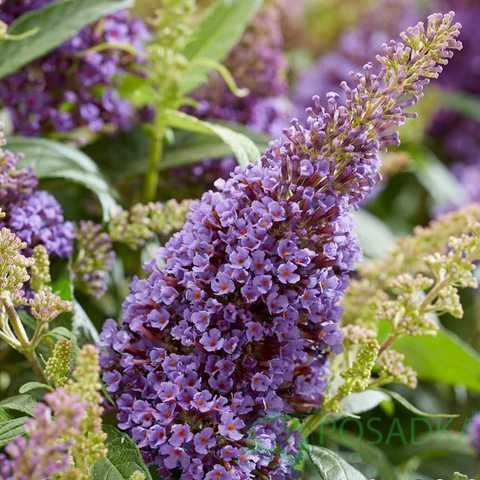 картинка Буддлея давида "Butterfly Candy Little Lila" 