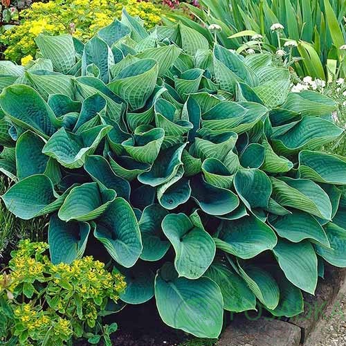 картинка Хоста Зибольда Elegans 