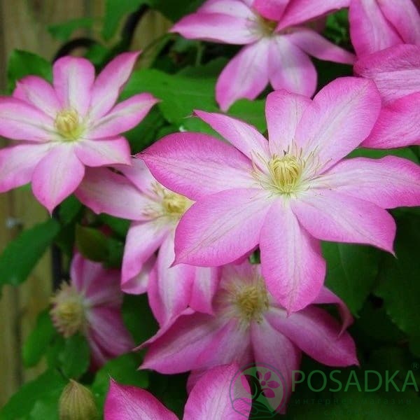 картинка Клематис Asao 