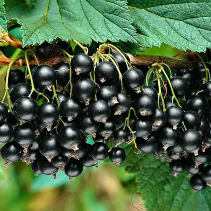 картинка Смородина черная Подарок Калининой 