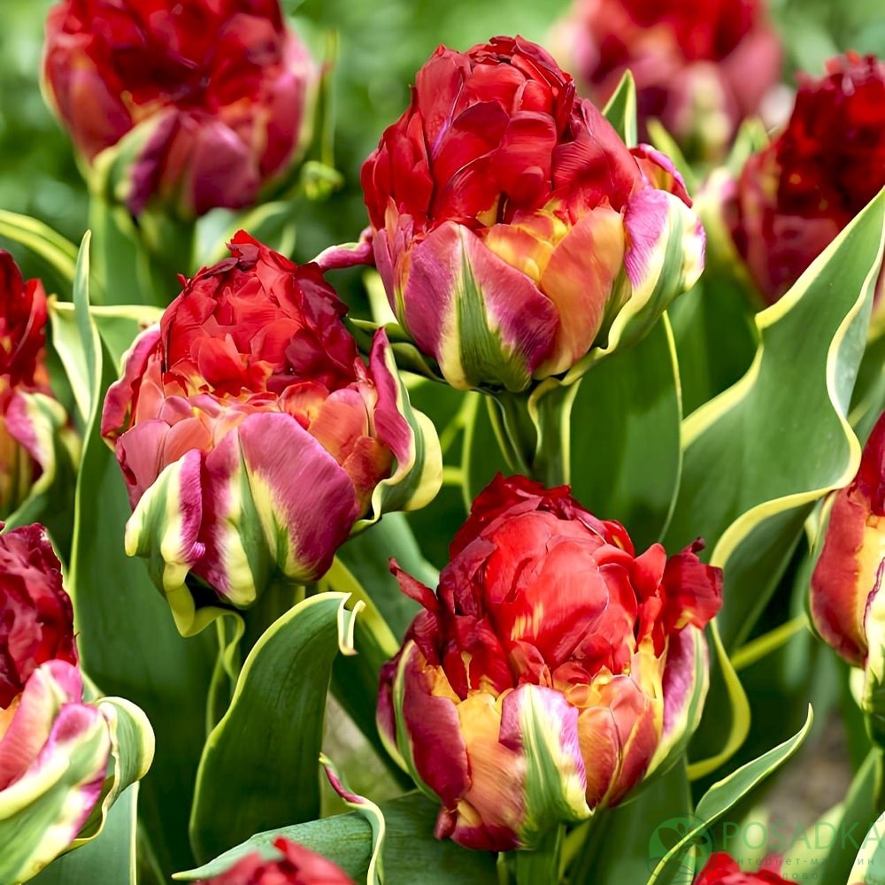 картинка Тюльпан Ice Cream Sorbet  картинка Тюльпан Ice Cream Sorbet