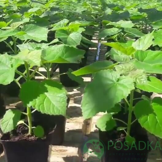 картинка Павлония (Адамово дерево) Paulownia elongata 