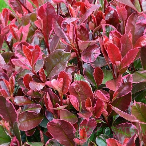 картинка Фотиния Фразера Louise 