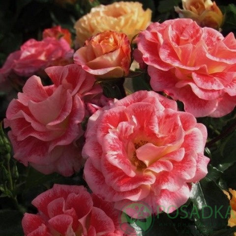 картинка Роза флорибунда Эйрбраш (Airbrush) 