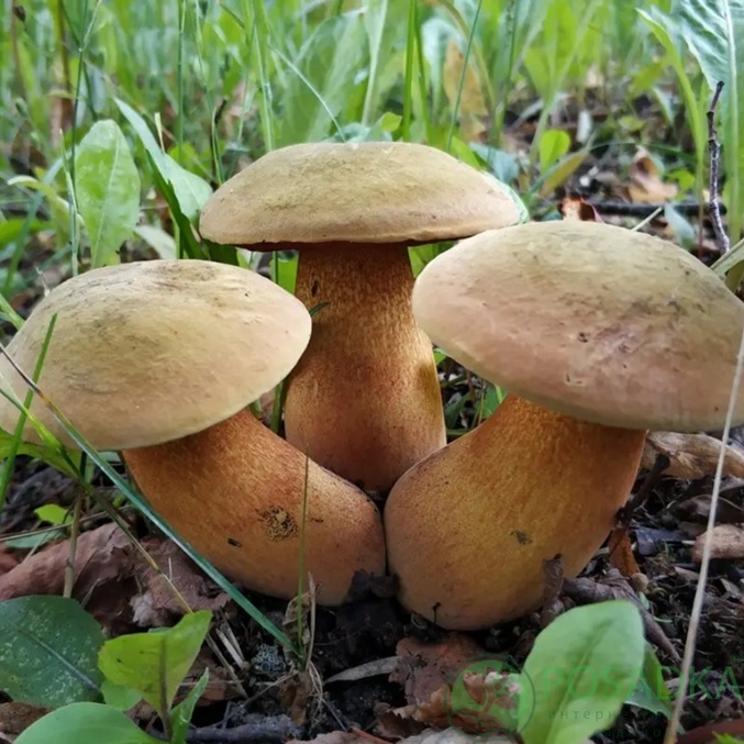 картинка Зарощенный грибной блок белый гриб Дубовик, 15 кг 