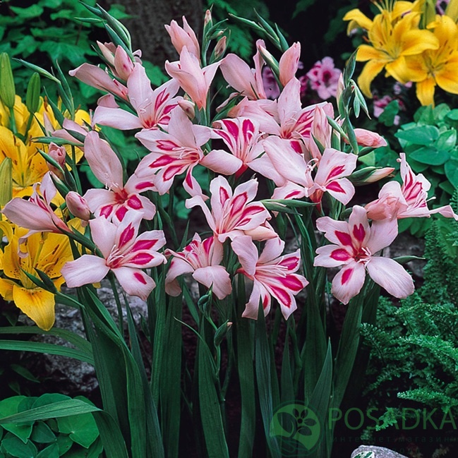 картинка Гладиолус Nanus Impressive  картинка Гладиолус Nanus Impressive