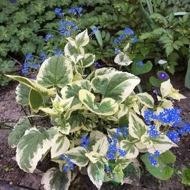 картинка Бруннера крупнолистная Variegata 