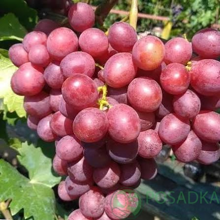 картинка Виноград Памяти учителя 