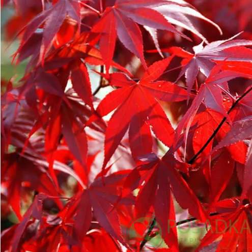 картинка Клен японский Fireglow 