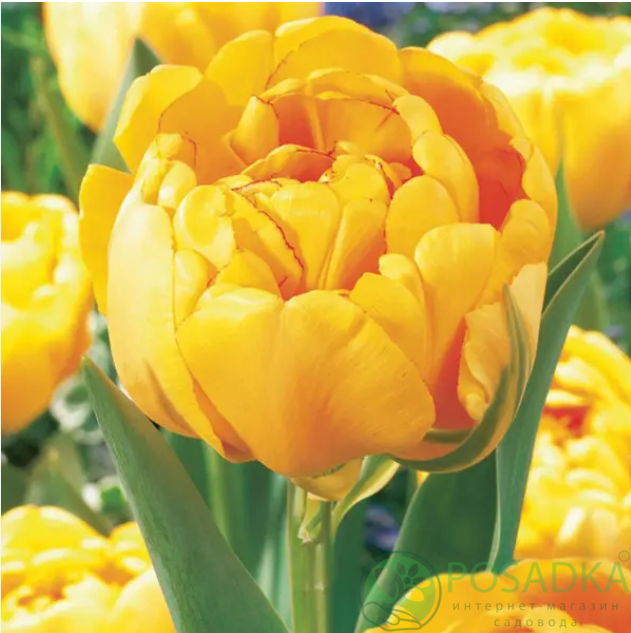 картинка Тюльпан Yellow Pompenette 