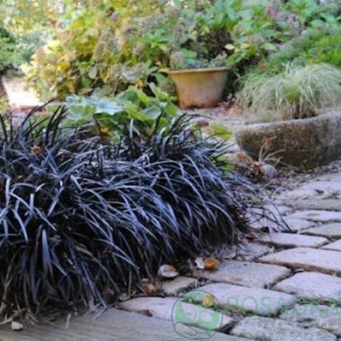 картинка Офиопогон плоскострелый Niger 