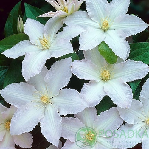 картинка Клематис Gladys Picard 