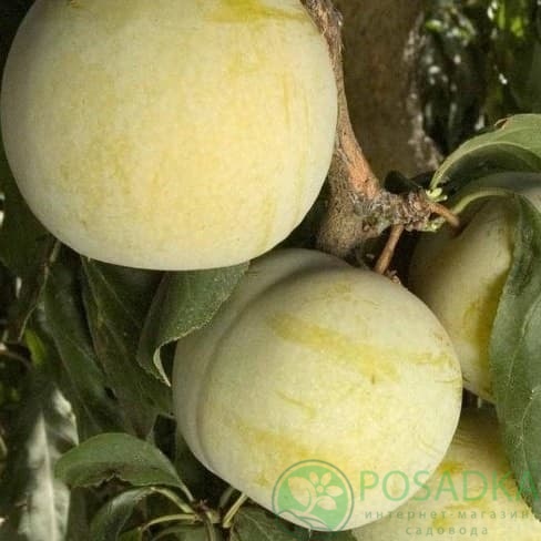 картинка Алыча Флавор Квин (диплоидная) 