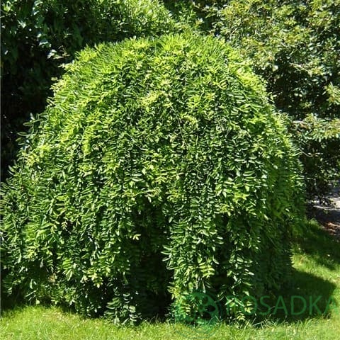 картинка Софора японская плакучая 