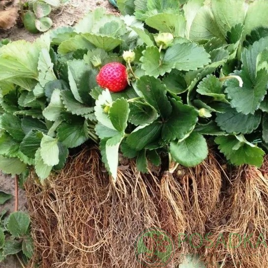 картинка Клубника Фейт 