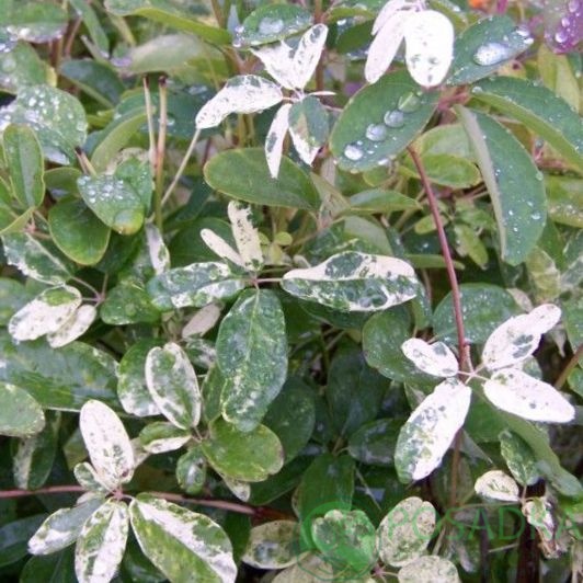 картинка Акебия пятилистная Variegata 
