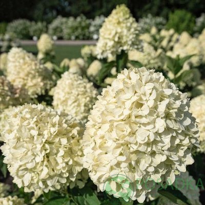 картинка Гортензия метельчатая Cotton Cream (Коттон Крем) 
