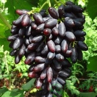 картинка Виноград Князь Трубецкой 