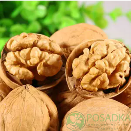 картинка Грецкий орех Иван Багряный (2 летний) 