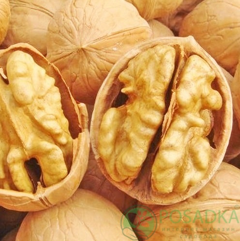 картинка Грецкий орех Chandler 