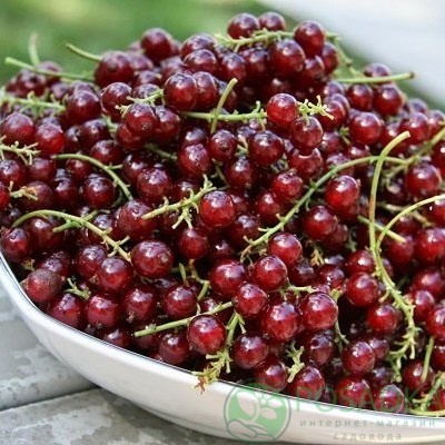 картинка Смородина красная Виксне  картинка Смородина красная Виксне